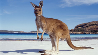 Kangaroo beach mountain water australian - a kangaroo free wallpaper