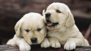 Puppies log together blurry cute - the camera and the other free wallpaper