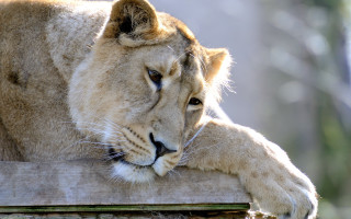 Lion resting wooden post zoo - a lion free wallpaper