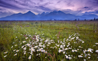 Wildflowers mountains sunset purple sky - a field of wildflowers free wallpaper