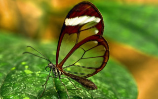 Butterfly red white wing green - wing free wallpaper for desktop