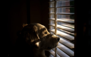 Dog windows blinds postminimalism dof - blind free wallpaper
