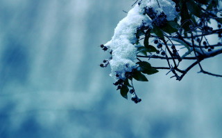 Snowy branch cloudy sky winter - tonalism free wallpaper