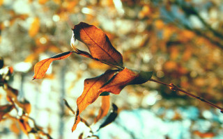 Branch leaves autumn blur bokeh - a few leaf free wallpaper for desktop