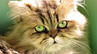 Cat green eyes macro impressionism - a green wall free wallpaper