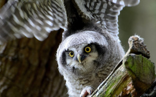 Owl yellow eyes perched wings - a owl free wallpaper