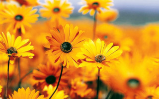 Yellow flower blue sky autumn - elizabeth durack free wallpaper