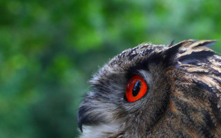 Bird red eye macro focus - a close up of a bird free wallpaper