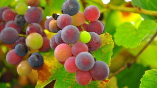 Grapes blooming leaves bee vibrant - fall vibrancy free wallpaper for desktop