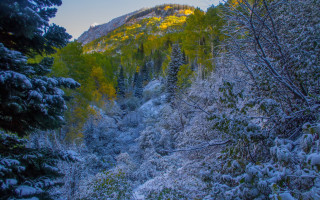 Snowy mountain trees hill winter - tree and a hill in the background free wallpaper