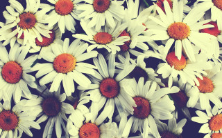 White orange flowers red center - free flowers wallpaper