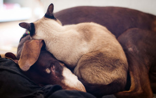 Dog cat sleeping bed annie - annie leibovitz free wallpaper for desktop