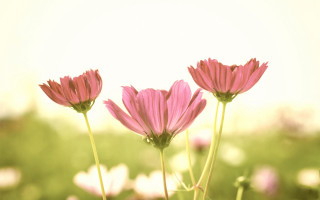 Pink flowers grass bokeh blurry - a field of grass free wallpaper for desktop