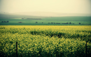 Yellow flowers fence green field - yellow flower free wallpaper
