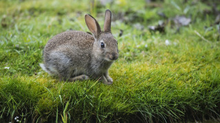 Rabbit grass beatrixpeter animalfocus blurry - a rabbit free wallpaper