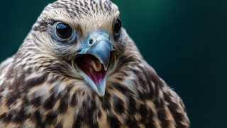 Smiling shiba inu surreal animal - a big smile free wallpaper for desktop