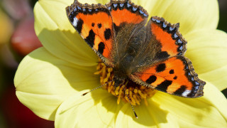 Butterfly flower yellow petals macro - the background and a blurry background free wallpaper