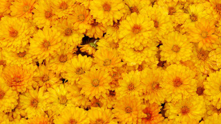 Yellow flower grass blurry background - blurry free wallpaper