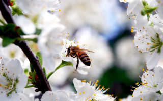 Bee white flowers tree branch - a bee free wallpaper