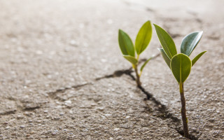 Small plant sprouts sand light - the sand free wallpaper for desktop