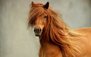 Horse flowing hair serious portrait - a horse free wallpaper for desktop