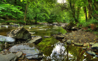 Lush green forest stream rocks 6 - alexander johnston free wallpaper