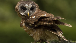 Small owl moss stump closed - its eye free wallpaper