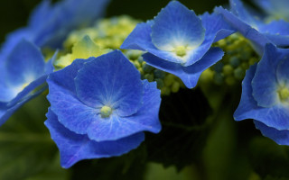 Blue flower bokeh macro hydrangea - orphism free wallpaper