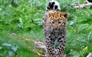 Leopard forest field bird bush - a lush green field next free wallpaper for desktop