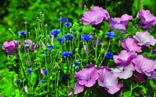 Purple flower garden blue background - green leaf and grass free wallpaper