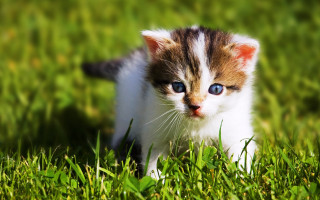 Kitten blue eyes grass sunny - a sunny day free wallpaper for desktop