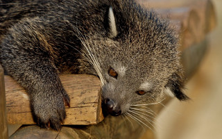 Raccoon wooden bench distant gaze - a wooden bench free wallpaper