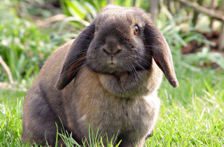 Sad rabbit grass outdoors blurry - its face and ears free wallpaper