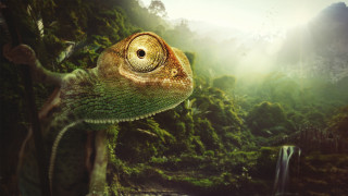 Chameleon forest waterfall bird light - the air free wallpaper