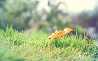 Leaf grass autumn nature blur - the sun light free wallpaper