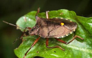 Bug leaf yellow eyes black - black wing free wallpaper