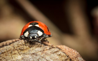 Ladybug tree stump macro black - its eye free wallpaper for desktop