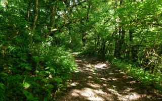 Dirt path forest trees bushes 3 - de hirsh margule free wallpaper