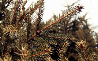 Pine needles branch sky fireworks - needle and needles free wallpaper