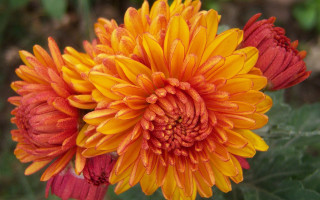 Sunflower orange macro flower bouquet - elaine hamilton free wallpaper