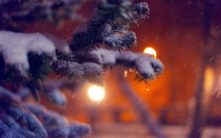 Snowy pine night streetlights blurry - a pine tree free wallpaper