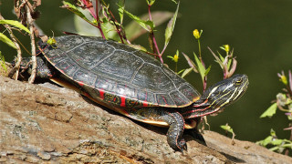 Turtle rock sun plant blurry - a rock in the sun free wallpaper