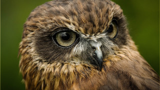 Owl closeup brown white green - owl free wallpaper