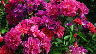 Flower bouquet vase garden roses - a bunch of flowers free wallpaper