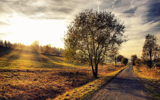 Dirt road tree field autumn - grass and trees free wallpaper