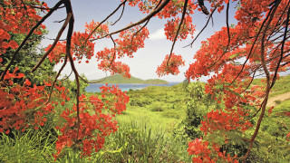 Red flower lake autumn nature - eric deschamps free wallpaper