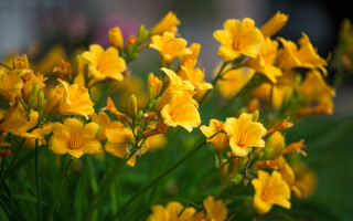 Yellow flowers bokeh field macro - the grass together free wallpaper