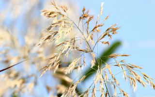 Plant sky blurry background bokeh - a sky background behind free wallpaper