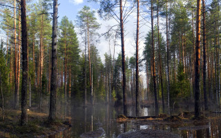 Swampy pond trees rocks clouds - a small pond free wallpaper
