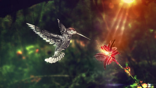 Hummingbird flower bright background sun - a hummingbird free wallpaper